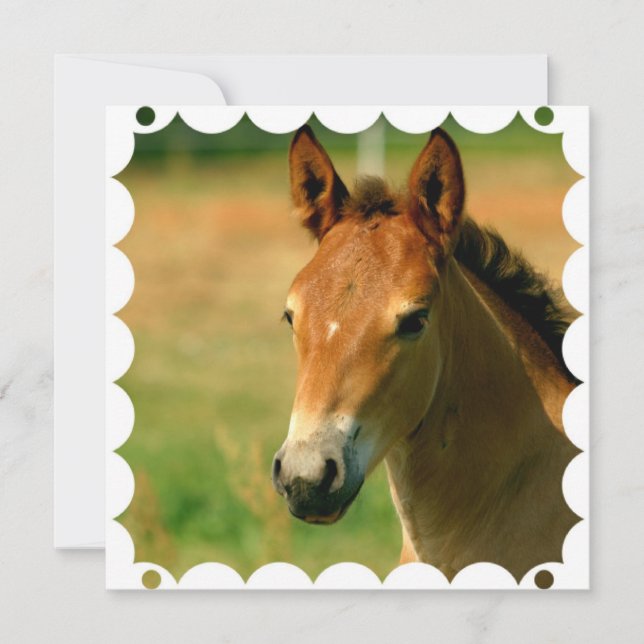 Stutenfohlen-Pferdeeinladung Einladung (Vorderseite)