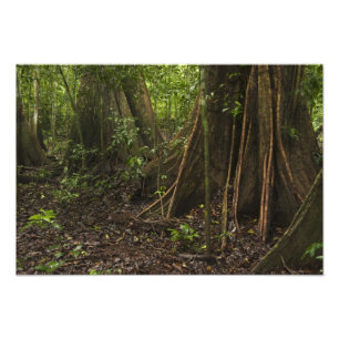 Stütz Wurzeln. Regenwald, Mapari Rupununi, Fotodruck