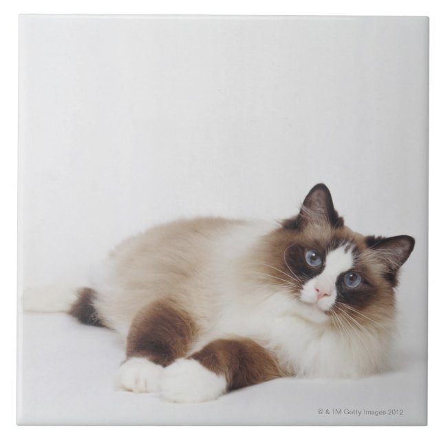 Stützende Katze Fliese (Vorderseite)