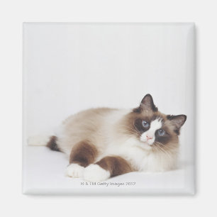 Stützende Katze Magnet