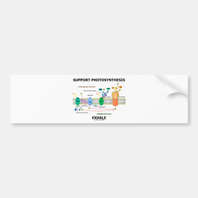 Stützphotosynthese atmen aus (Biochemie-Spaß) Autoaufkleber (Vorne)