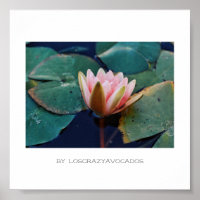 Stylisierte Pink Water Lily Blume Pflanze Poster