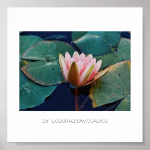 Stylisierte Pink Water Lily Blume Pflanze Poster