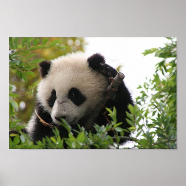 Su_Lin_giant_panda_bear_cub_at_the_San_Diego_Zoo Poster (Vorne)