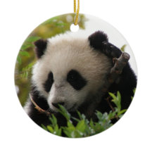 SU Lin, PandaBärenjunges am San Diego Zoo