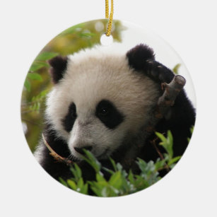 SU Lin, PandaBärenjunges am San Diego Zoo Keramikornament