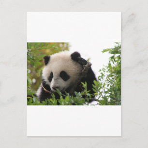 Su Lin, Riesenpanda im Zoo von San Diego Postkarte
