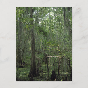 Suamp Serenity Custom Louisiana Foto Postcard Postkarte