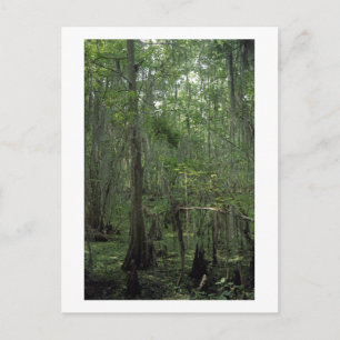 Suamp Serenity Custom Louisiana Foto Postcard Postkarte