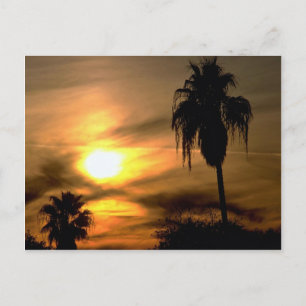 Subtropischer Sonnenuntergang Postkarte
