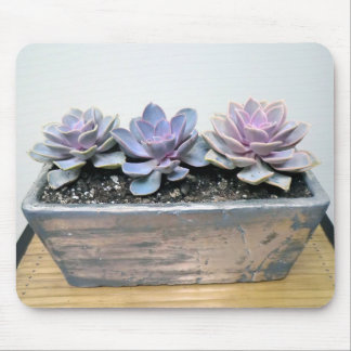 Succulent im Silber Mousepad