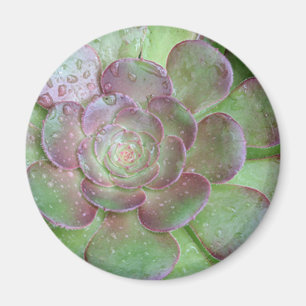 SUcculent Magnet