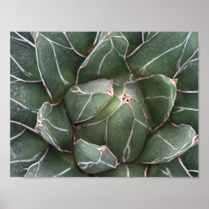 Succulent Pflanze Value Poster Paper (Matte)