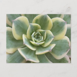 Succulent Postcard Postkarte