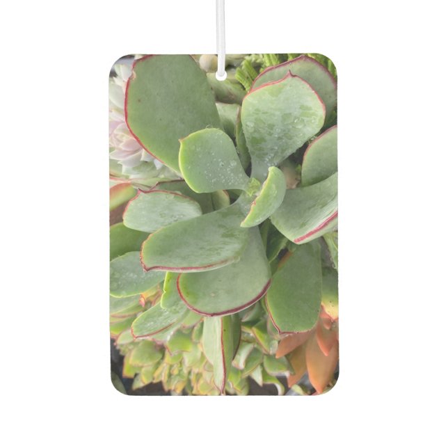 Succulents Air Freshener Autolufterfrischer (Vorderseite)