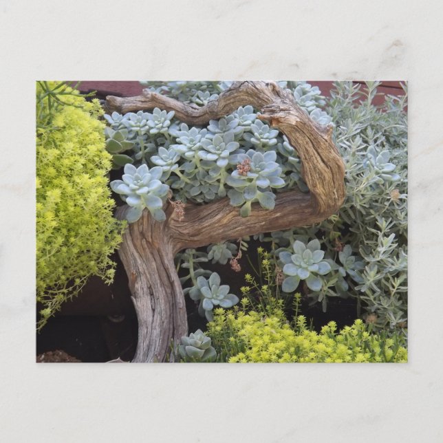 Succulents Postcard Postkarte (Vorderseite)