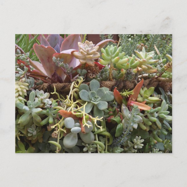 Succulents Postcard Postkarte (Vorderseite)