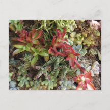 Succulents Postcard