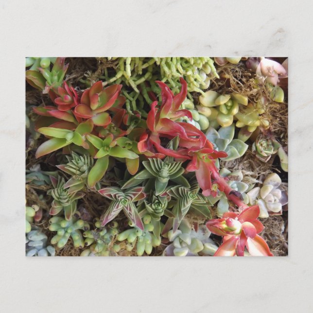 Succulents Postcard Postkarte (Vorderseite)