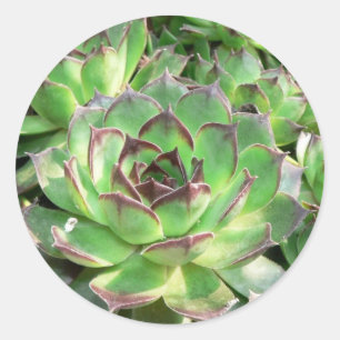 Succulents Runder Aufkleber