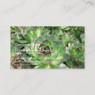 Succulents Visitenkarte