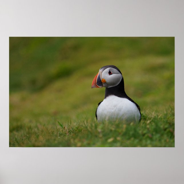Suche nach Burrow Puffin Poster (Vorne)