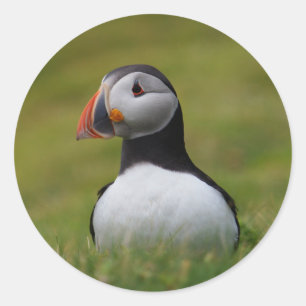 Suche nach Burrow Puffin Runder Aufkleber