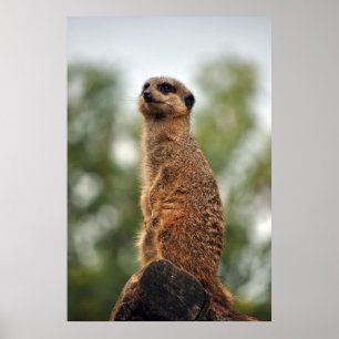 Suche nach Liebe Poster