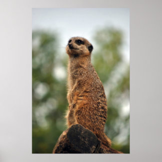 Suche nach Liebe Poster