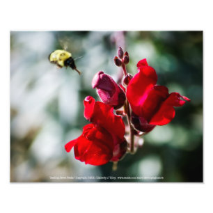 Suche nach Nectar Fotodruck