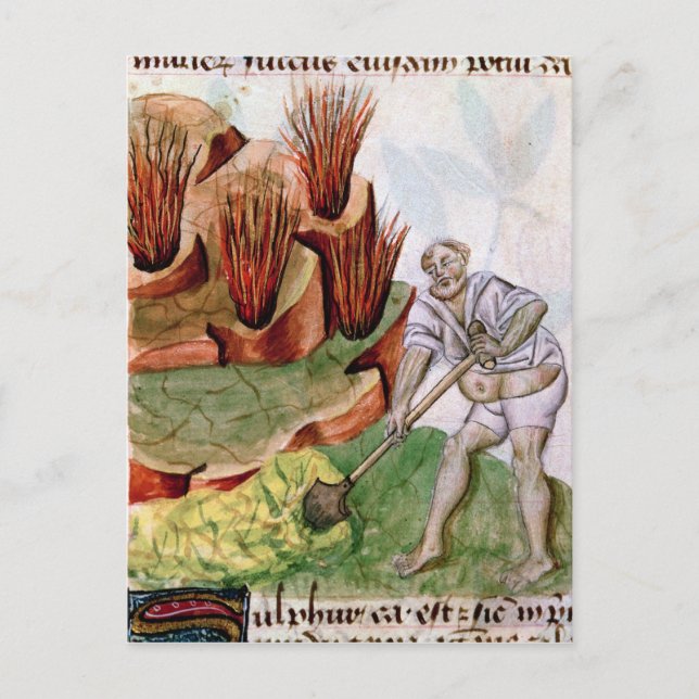 Suche nach Schwefel, Dioscorides' 'De Herbis' Postkarte (Vorderseite)