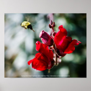 Suche nach süßem Nectar Poster