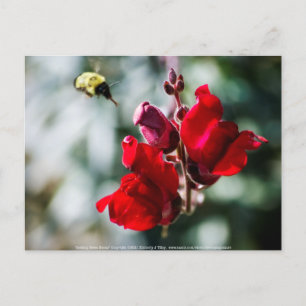 Suche nach süßem Nectar Postkarte