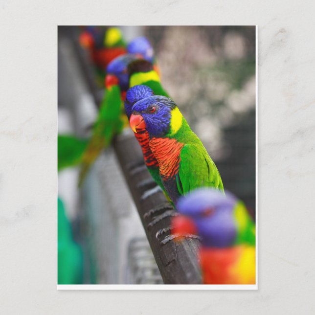 Suchen Sie nach mir? Postkarte (Vorderseite)