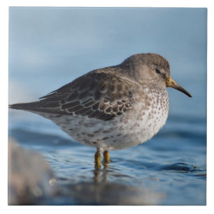 Suchrock Sandpiper Fliese
