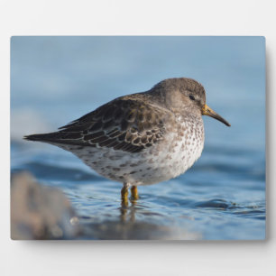 Suchrock Sandpiper Fotoplatte