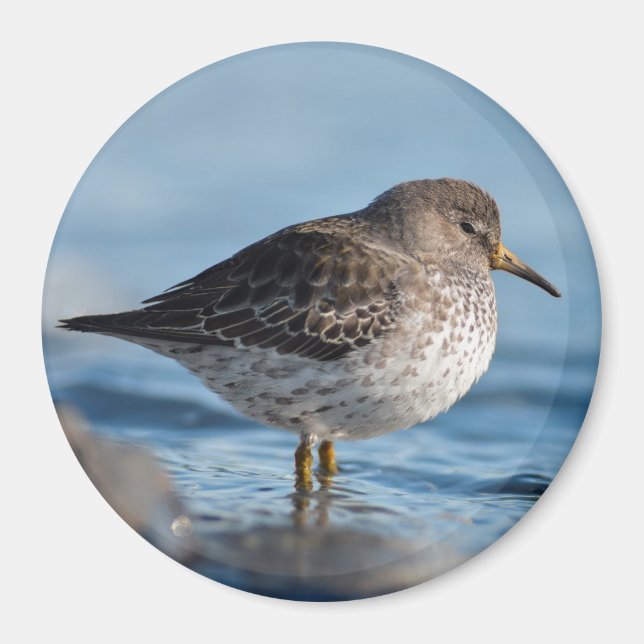 Suchrock Sandpiper Magnet (Vorne)