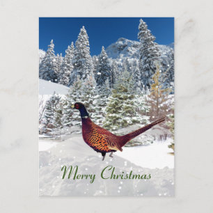 Süd-Dakota-Christmas der Ringhalsfasane Postkarte
