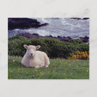 Süd-Devon-Lamb an der wilden, abgelegenen Küste Postkarte