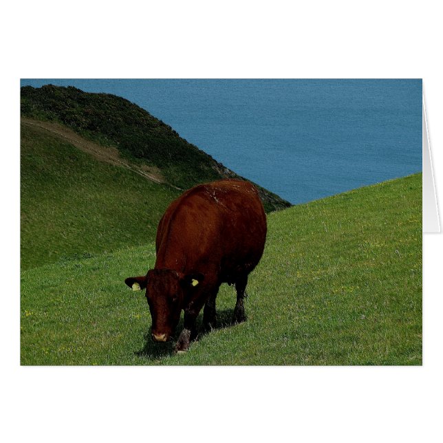 Süd Devon Ruby Rote Kuh in Küstenweide. (Vorderseite (Horizontal))