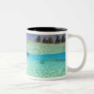Süd-Huvadhoo-Atoll, Süd-Maldives, Indischer Ozean Zweifarbige Tasse