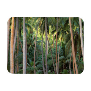 Süd-Pazifik, Französisch-Polynesien, Bora Bora. Magnet