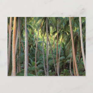 Süd-Pazifik, Französisch-Polynesien, Bora Bora. Postkarte
