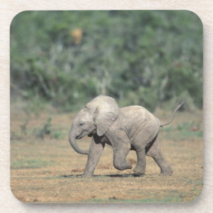 Südafrika, Addo Elephant Nat'l Park. Baby Getränkeuntersetzer