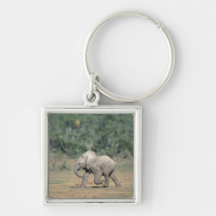 Südafrika, Addo Elephant Nat'l Park. Baby Schlüsselanhänger