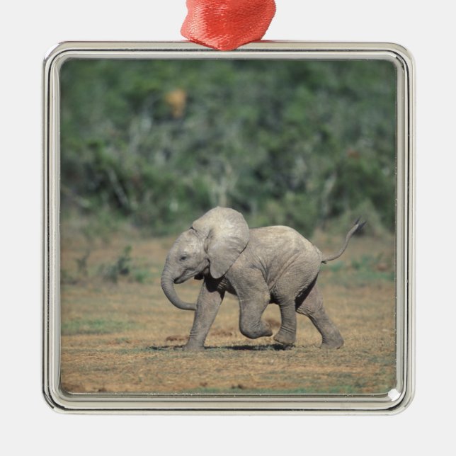 Südafrika, Addo Elephant Nat'l Park. Baby Silbernes Ornament (Vorne)