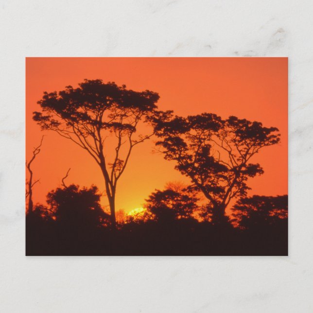 Südafrika. Afrikanischer Sonnenuntergang. Postkarte (Vorderseite)