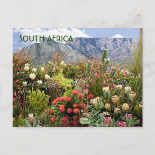 Südafrika: Blumendarstellung von Wildblumen Postkarte
