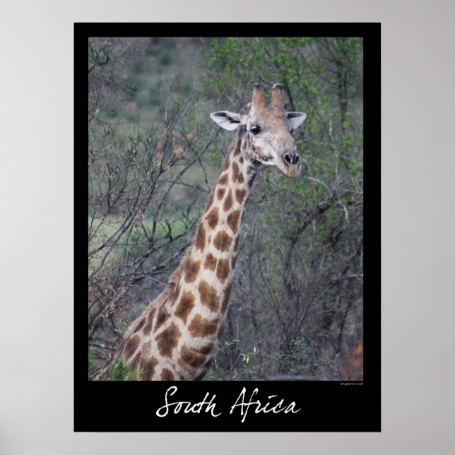 Südafrika Giraffe Poster (Vorne)