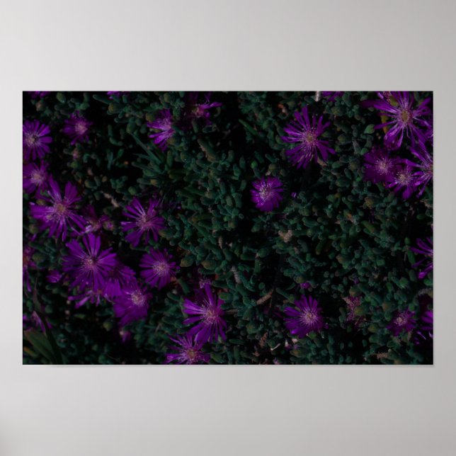 Südafrika Grüne Lila Sukkuline Blume Poster (Vorne)